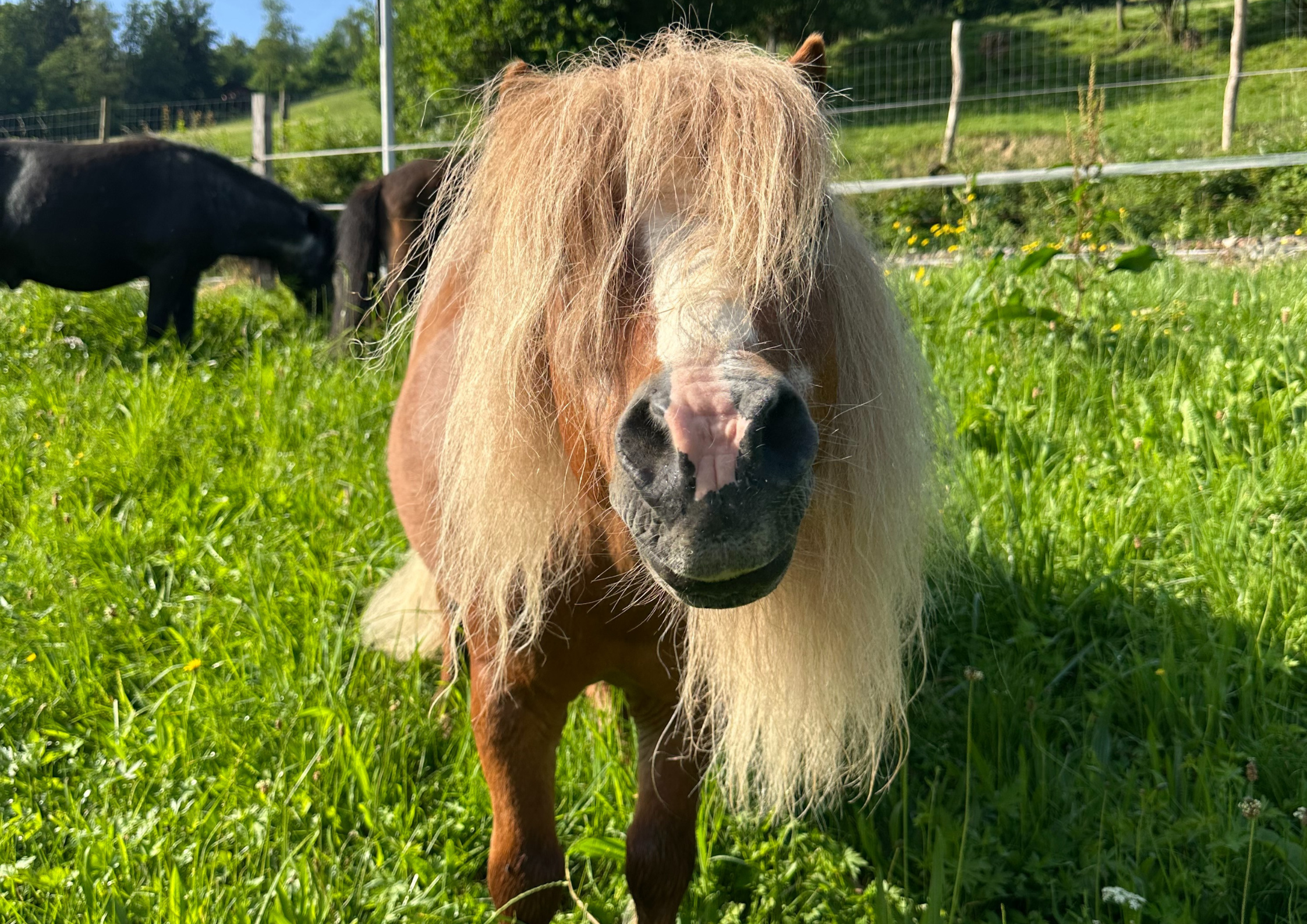 Pferd